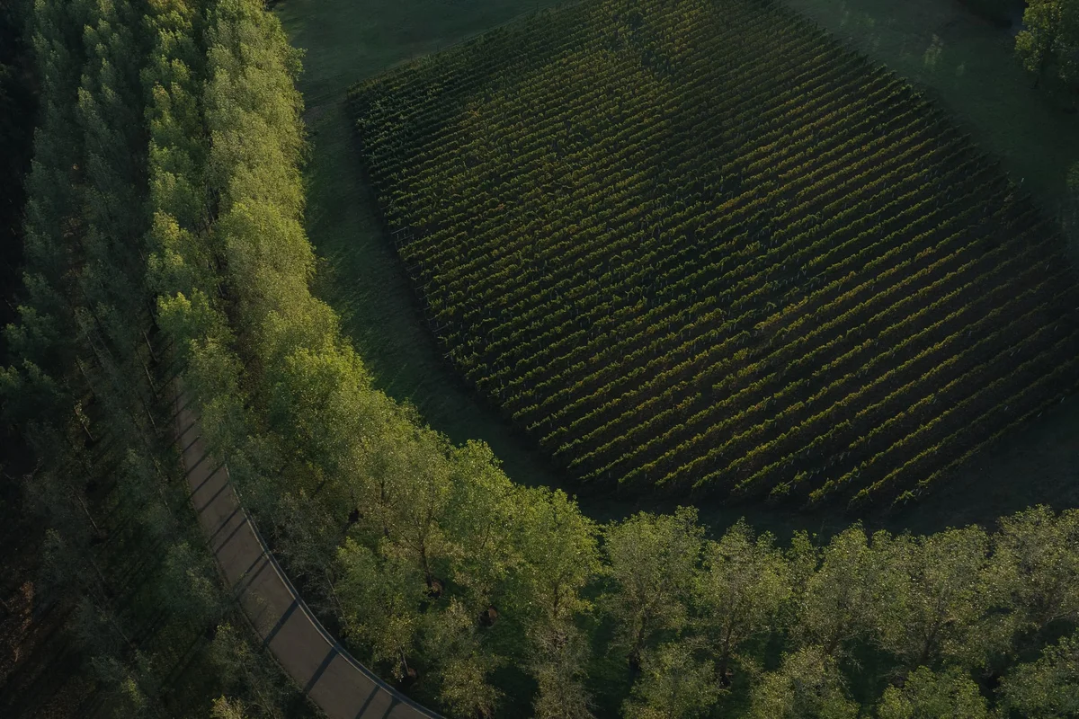 Vineyards and native trees in the Yarra Valley