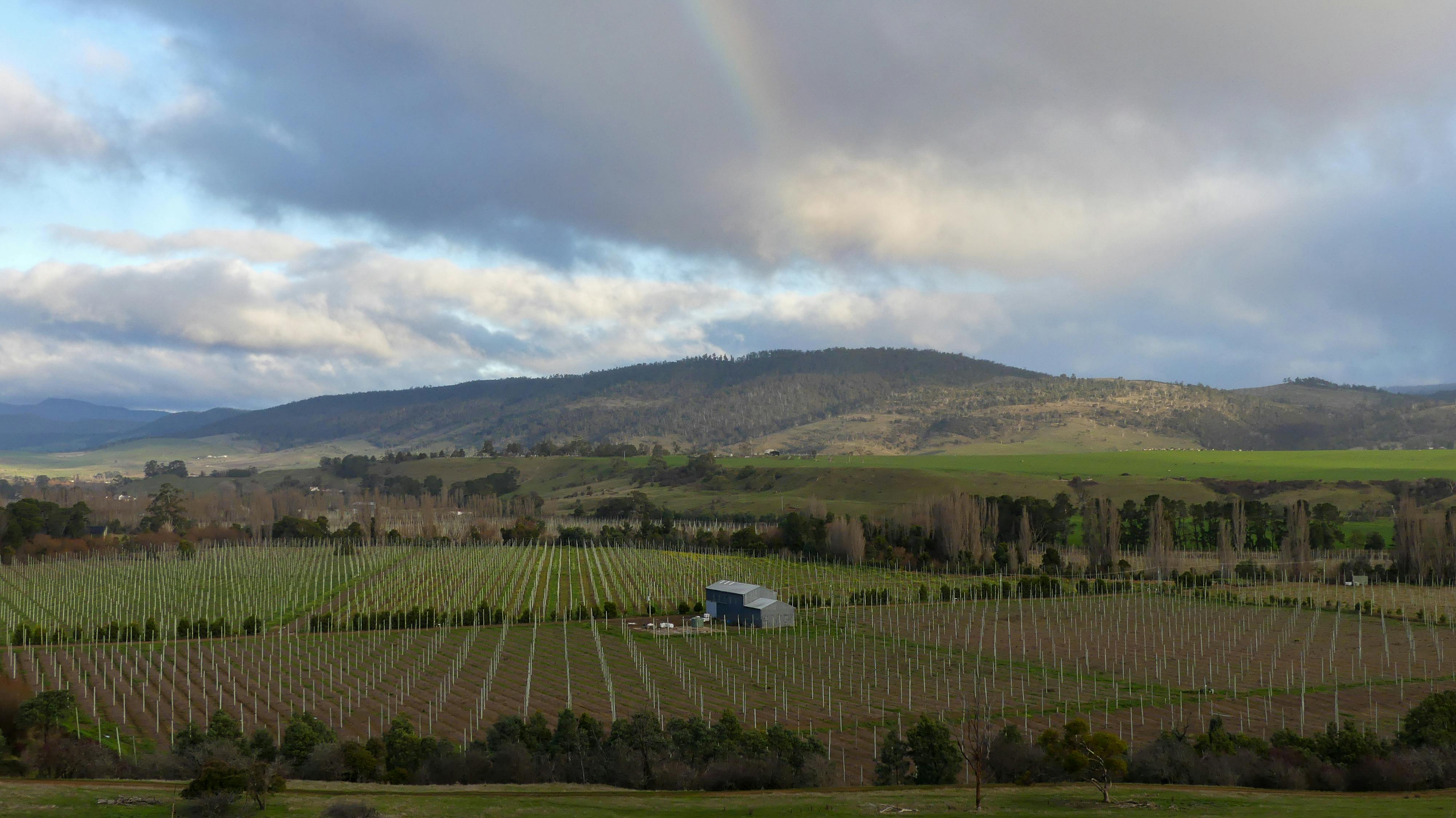 Vineyard rows in the Yarra Valley